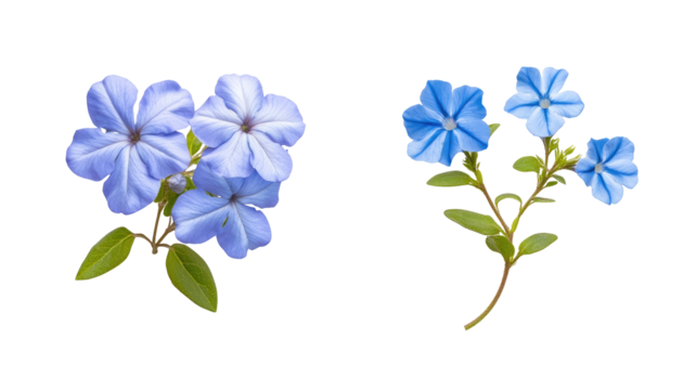 Blue flowers on transparent background - Powered by Adobe
