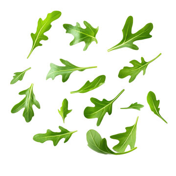 Fresh green arugula leaves on transparent background