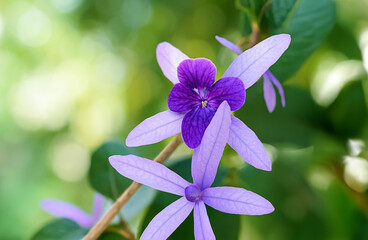 A branch of vibrant purple flowers with delicate petals and green leaves stands out against a soft blurred background.