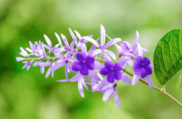 A slender stem adorned with star-shaped purple and lavender flowers contrasts beautifully against the soft green background.