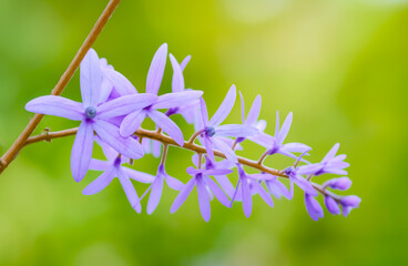 A slender stem adorned with star-shaped purple and lavender flowers contrasts beautifully against the soft green background.