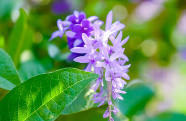 A branch of vibrant purple flowers with delicate petals and green leaves stands out against a soft blurred background.