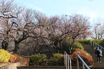梅（世田谷 羽根木公園にて）。