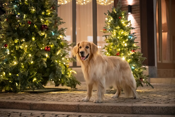 The golden retriever stands beside the Christmas tree.