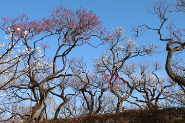梅（世田谷 羽根木公園にて）。