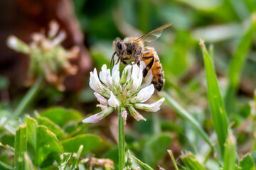 Honey Bee in the white clover