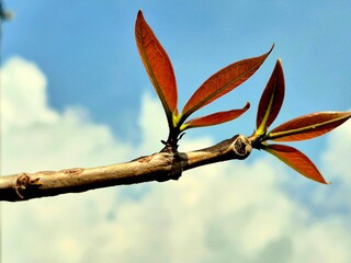 Macro Shot of Young Red Leaves on a Branch Against a Cloudy Sky