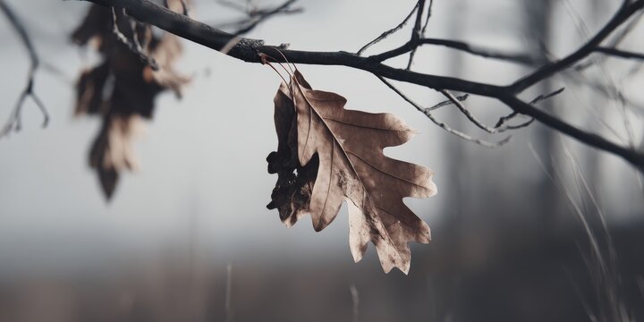 Close-up of a single dried oak leaf hanging from a bare branch in a muted, soft-focus natural setting. - Powered by Adobe
