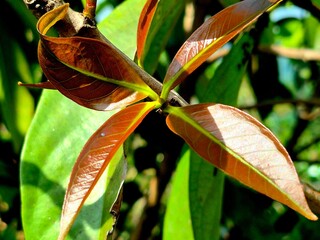Close Up of Reddish Young Leaves with Green Foliage Background