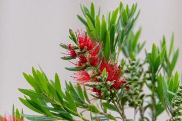 Young Bottlebrush tree in flower