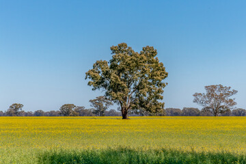 Scenic countryside and canola fields around Lake Rowan