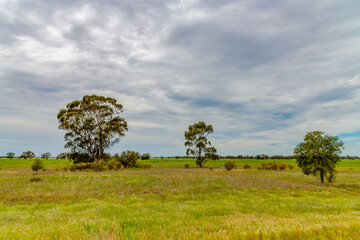 Clouds over the green pastures in the Riverina countryside