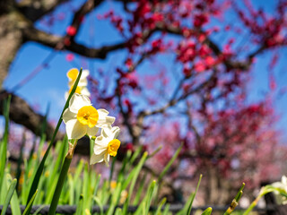 早春の輝き！紅梅を背景に咲く可憐な水仙