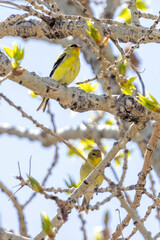 A wild American goldfinch perched on a branch in a park in Colorado.