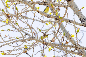 A wild American goldfinch perched on a branch in a park in Colorado.