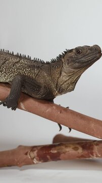 A Brown Sailfin Lizard Perched on a Wooden Branch in Studio