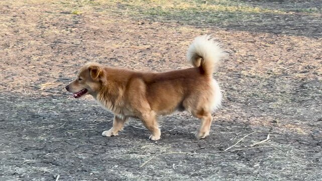 Small Brown Stray Dog Walking Across Dry Grassy Field in Thailand