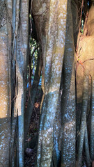 Banyan Tree Root Surface Texture with Twisting Organic Forms, Natural Tropical Growth Creating Detailed Earthy Background