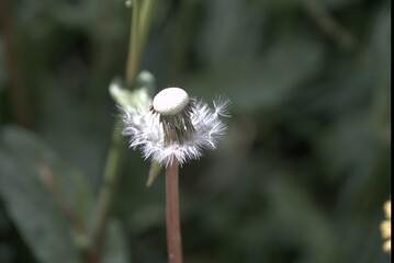 Fleur de pissenlit .