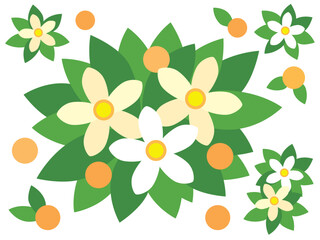 ひな祭り橘の花と実のイラスト