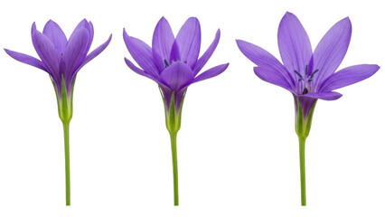 Purple flowers isolated on transparent background