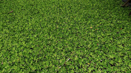 Dense green floating aquatic plants covering pond surface.