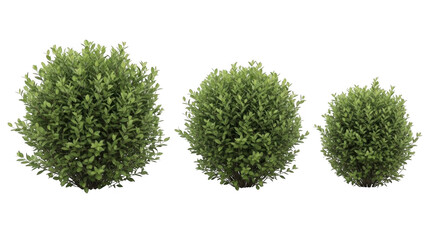 Three bushes in different sizes isolated on transparent background