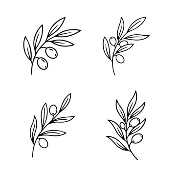 olive branch vector illustration, Botanical Line Art olive branches Set, The Olive Grove Sketches, Hand-Drawn olive branches Set