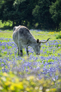 A Texas longhorn cow in a field of bluebonnets
