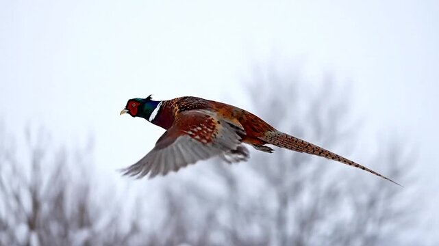 A pheasant in flight with vibrant plumage set against a soft, blurred winter backdrop