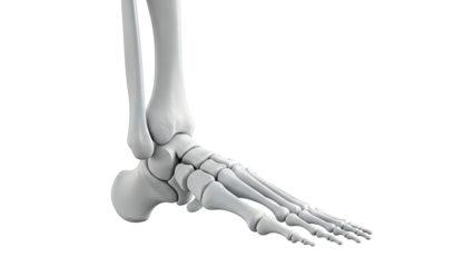 3D Render of Human Foot Skeleton