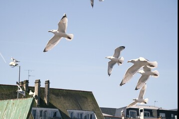 Vol de go&eacute;lands .