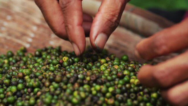 Close up of hands working with fresh pepper bunches, Kampot, Cambodia