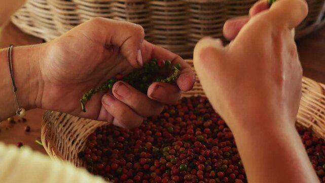 Manual selection of premium pepper by local farmers, Kampot, Cambodia