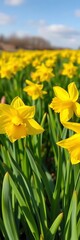 Obraz premium Bright yellow daffodils unfurl their trumpet-shaped blooms in a field of fresh green grass, daffodils, green