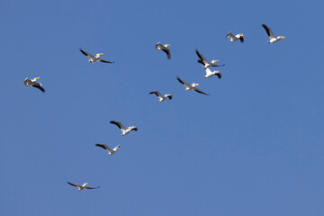 A wild American white pelican at a park in Colorado.