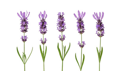 Obraz premium Lavender flowers isolated on transparent background
