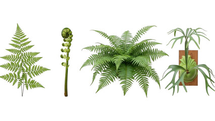 Collection Ferns Isolated Transparent Background