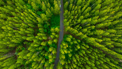 Aerial view of dark green forest road and white electric car Natural landscape and elevated roads Adventure travel and transportation and environmental protection concept	