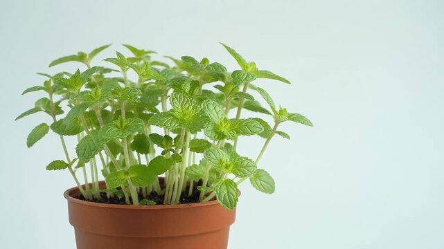 Mint seedling in a pot isolated on white background. 