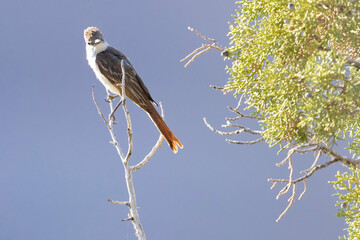 A wild ash-throated flycatcher in Colorado National Monument in Colorado.