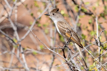 A wild ash-throated flycatcher in Colorado National Monument in Colorado.