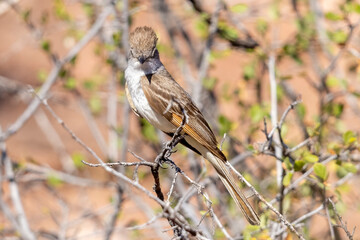 A wild ash-throated flycatcher in Colorado National Monument in Colorado.