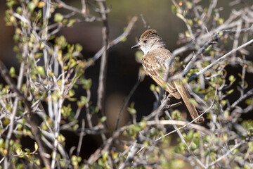 A wild ash-throated flycatcher in Colorado National Monument in Colorado.