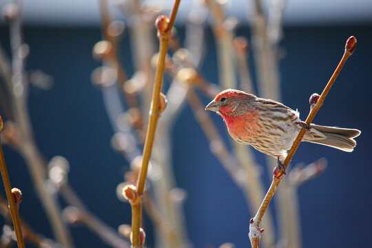 Purple House Finch perched on a budding branch