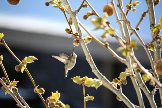 Hummingbird eating from a tree