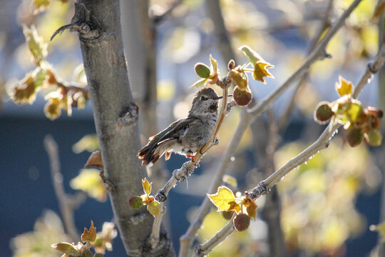 Young female hummingbird in a tree full of seeds