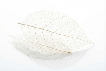 Transparent skeletal leaves with natural lattice pattern