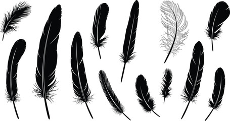 Set of realistic bird feather silhouettes and detailed line art illustrations isolated on white background for nature and wildlife design © Its Ariful 