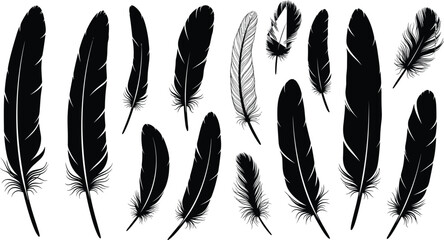 Diverse set of realistic bird feather silhouettes and detailed line art illustrations isolated on white background for nature and wildlife design © Its Ariful 